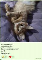 Елена, изображение к комментарию.