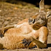 Kanga Roo