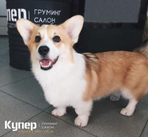 Фотография Купер dog 4