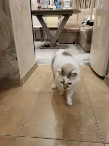 Фотография Элитвет 0