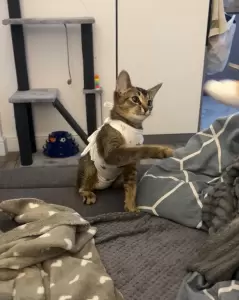 Фотография Элитвет 2