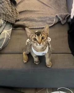 Фотография Элитвет 3