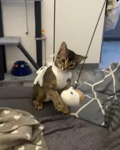 Фотография Элитвет 4