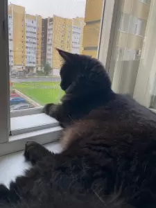 Фотография Элитвет 5